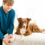 Ablauf der einjährigen Ausbildung Hundephysiotherapie